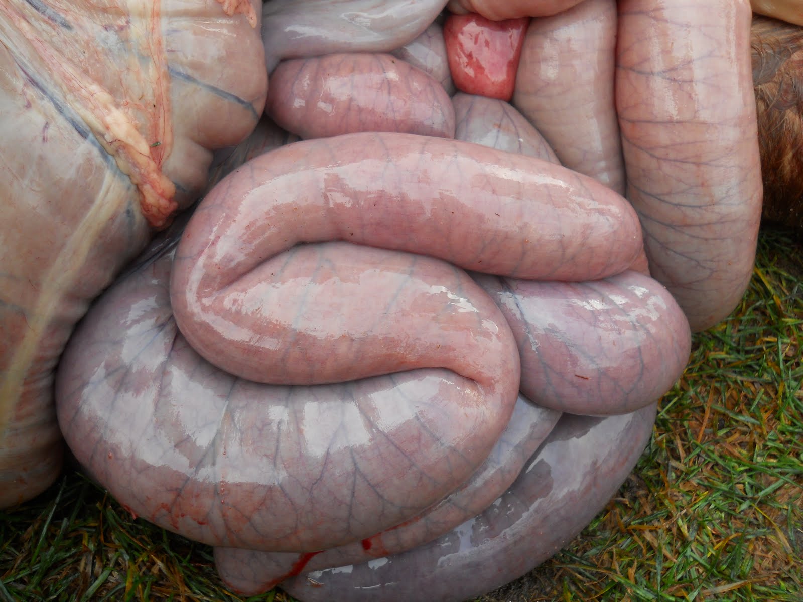 Biggest deepthroat penis Aids construction hiv implication latino sexual spread youth